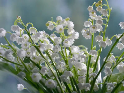 Règles strictes pour la vente de muguet à Eu et Mers‑les‑Bains dans...