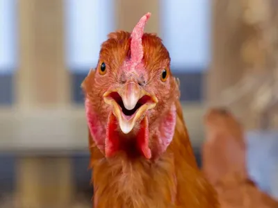 Les mesures de restrictions liées à la grippe aviaire levées autour...