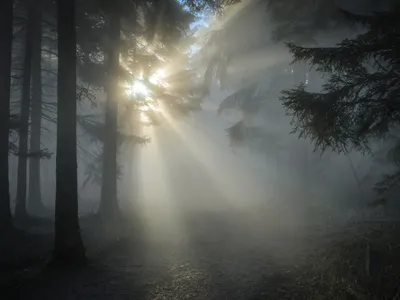 La forêt de Fontainebleau interdite au public jusqu’au 31 juillet