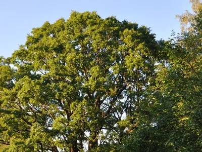 Île-de-France : le candidat au titre d'« Arbre de l'année » 2026...
