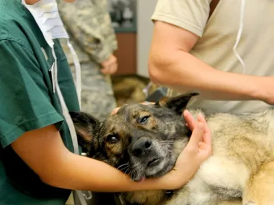 Un grand cabinet vétérinaire va ouvrir à Nemours en Seine-et-Marne