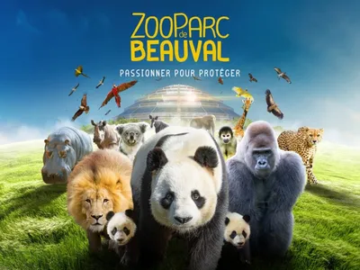 Beauval : de nouveaux pandas pour 2027