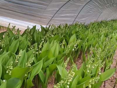Du muguet Nantais pour le 1er Mai !