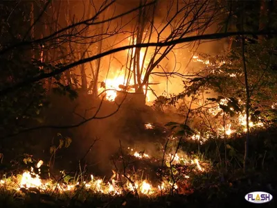 1 hectare détruit par les flammes au Bois de la Bastide