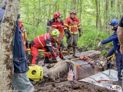 Haute-Vienne : les pompiers sauvent une jument embourbée