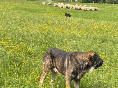 Grands prédateurs : aides aux éleveurs et recrutement de...