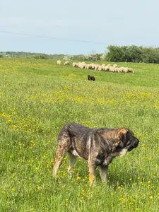 Grands prédateurs : aides aux éleveurs et recrutement de...