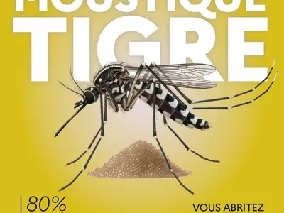 Un cas de dengue détecté à Illkirch-Graffenstaden : une opération...