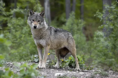 Recrudescence d'attaques de loup dans la Meuse : la préfecture réagit