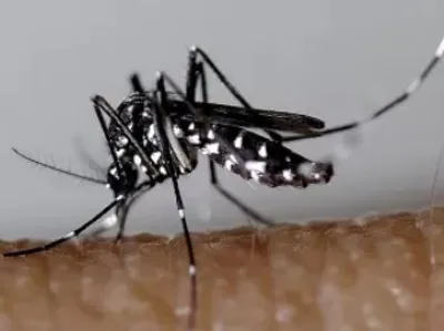 Moustique tigre : des gestes simples pour éviter sa prolifération