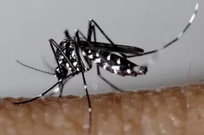 Moustique tigre : des gestes simples pour éviter sa prolifération