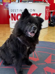 Nancy devient une destination « dog-friendly » : l'Office de...