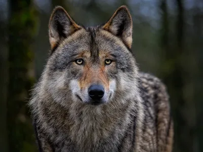 Un louveteau retrouvé mort dans le Bassigny, une enquête ouverte
