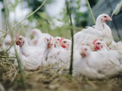 Influenza aviaire : le niveau de risque abaissé à « négligeable »,...