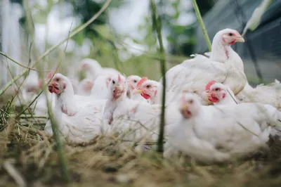Influenza aviaire : le niveau de risque abaissé à « négligeable »,...
