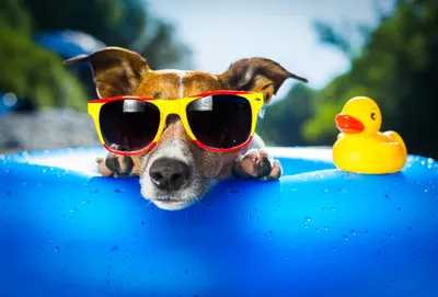 Les bons conseils pour protéger vos animaux de la chaleur