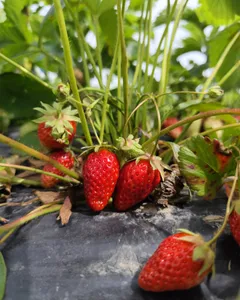 Fraises d'Alsace : la saison démarre, ne passez pas à côté