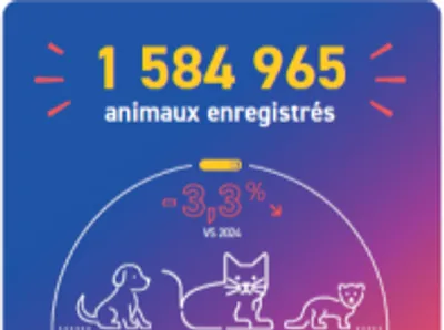 Animaux de compagnie : face aux risques de l’été, l'identification...