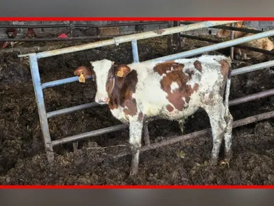 Plus de 130 animaux retirés d'une exploitation de Meurthe-et-Moselle