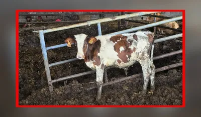 Plus de 130 animaux retirés d'une exploitation de Meurthe-et-Moselle