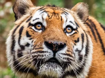 Le doyen du parc à pied African Safari est décédé 