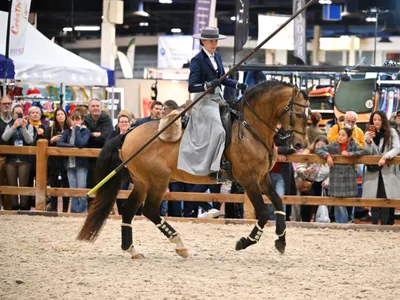 Angers. Bien-être animal, voltige et sauts d'obstacles au cœur du...