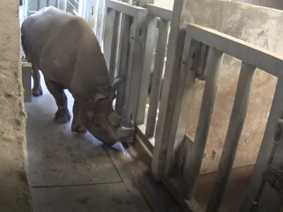 Doué-en-Anjou. "Les naissances en captivité se comptent sur les...