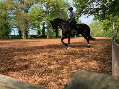 Lion d'Angers. Une carrière 100 % bois à l'Isle Briand, « la...