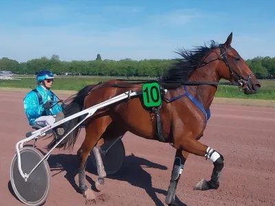 Les pronostics hippiques pour ce samedi 20 décembre