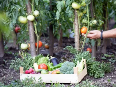 En Maine-et-Loire. Huit enquêtes contre la vente et l’utilisation...