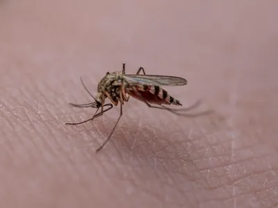 En Maine-et-Loire. Après un cas de dengue, une opération de...
