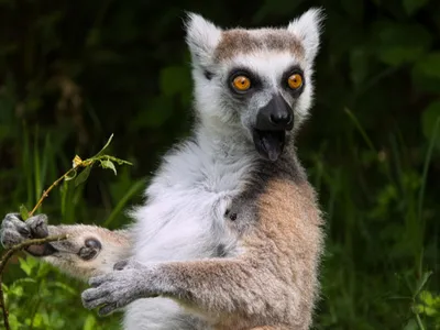Un Lémurien du parc Sainte-Croix sauvé par l'IHU de Strasbourg
