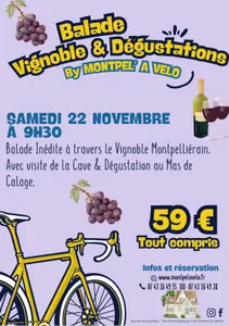 Vignoble et dégustations