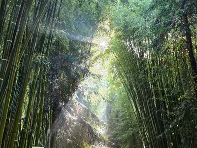 Gard : La Bambouseraie en Cévennes rouvre ses portes et dévoile les...