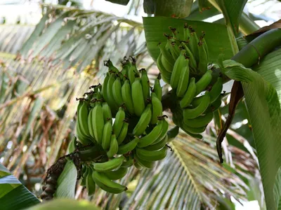 Des bananes qui poussent dans l’Hérault : l’audacieuse...