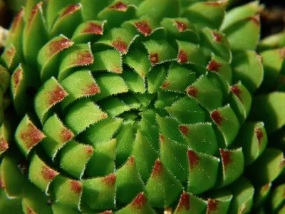 Montpellier : La Halle Tropisme se transforme (encore) en jungle...