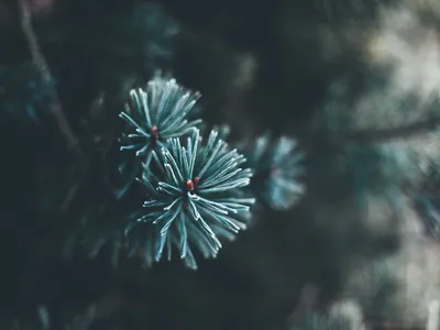 Que faire de son sapin de Noël après les fêtes ? Les solutions à...