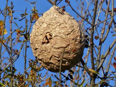 Frelon asiatique : comment le piéger tout en protégeant la...