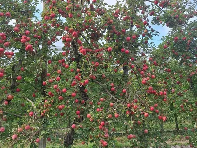 Hérault : après un été étouffant, les arboriculteurs de Cofruid'OC...