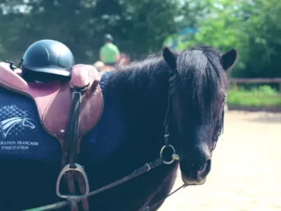 Journées du cheval en Occitanie : il reste quelques jours pour...