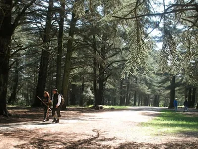 Nuit des forêts : une dizaine d’événements gratuits autour du Golfe...