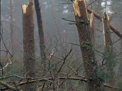Tempête Nils : pourquoi vous devez absolument éviter les forêts...