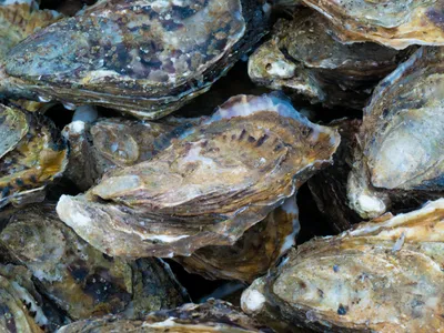 Près de Sète : une grande fête gourmande ce dimanche pour soutenir...