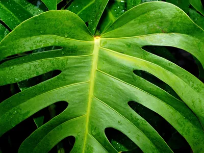 Montpellier : des plantes à partir de 0,99 € débarquent à la Halle...