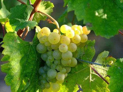 Pyrénées-Orientales : ces vignerons lancent leurs premières...