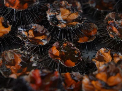 Oursinade palavasienne : les dates de ce rendez-vous gourmand et...