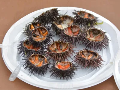 La Grande-Motte, Canet-en-Roussillon, Sète… Le calendrier des...