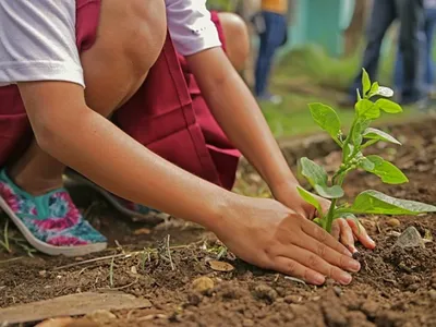 Environnement : 800 arbres plantés par des enfants dans l’Hérault
