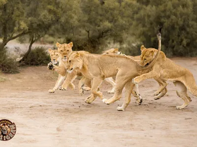 Sigean : La réserve africaine ouvre ses portes aux enfants du...