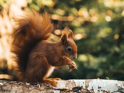 Hérault : le département récompensé pour son déploiement de ponts à...